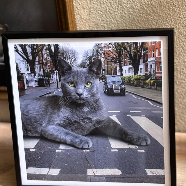 Abbey Road Cat Art Print, the Beatles Wall Art, Cat Lover Gift
