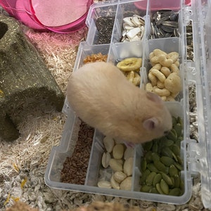 Hamster Treat Bundles - Etsy
