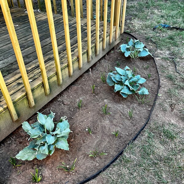 Musa-ice CREAM (BLUE JAVA)- Live Banana Tree-healthy Well Rooted ...