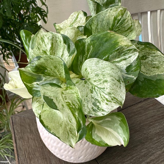 植物検疫証明書 - Etsy 日本