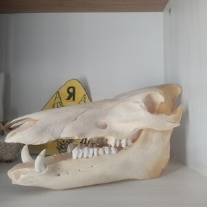 Wild boar skull, boar skull bone specimen trophy, 2nd choice