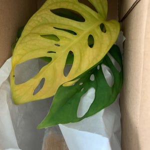 Teuila さんが購入した商品の写真を追加しました