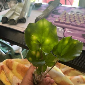 Alyxandria added a photo of their purchase