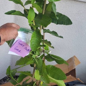 Grafted Orange Sherbet Mango Tree – Fiberless Sweet Mango In 3 Gallon Pot – Natures Tropical Farm