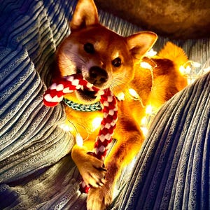 Daniela added a photo of their purchase