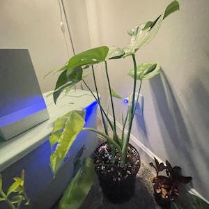 Monique added a photo of their purchase
