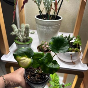 Valerie added a photo of their purchase