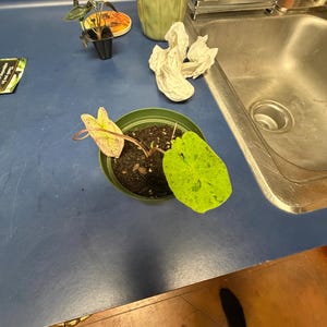 Ben ha añadido una foto de su compra