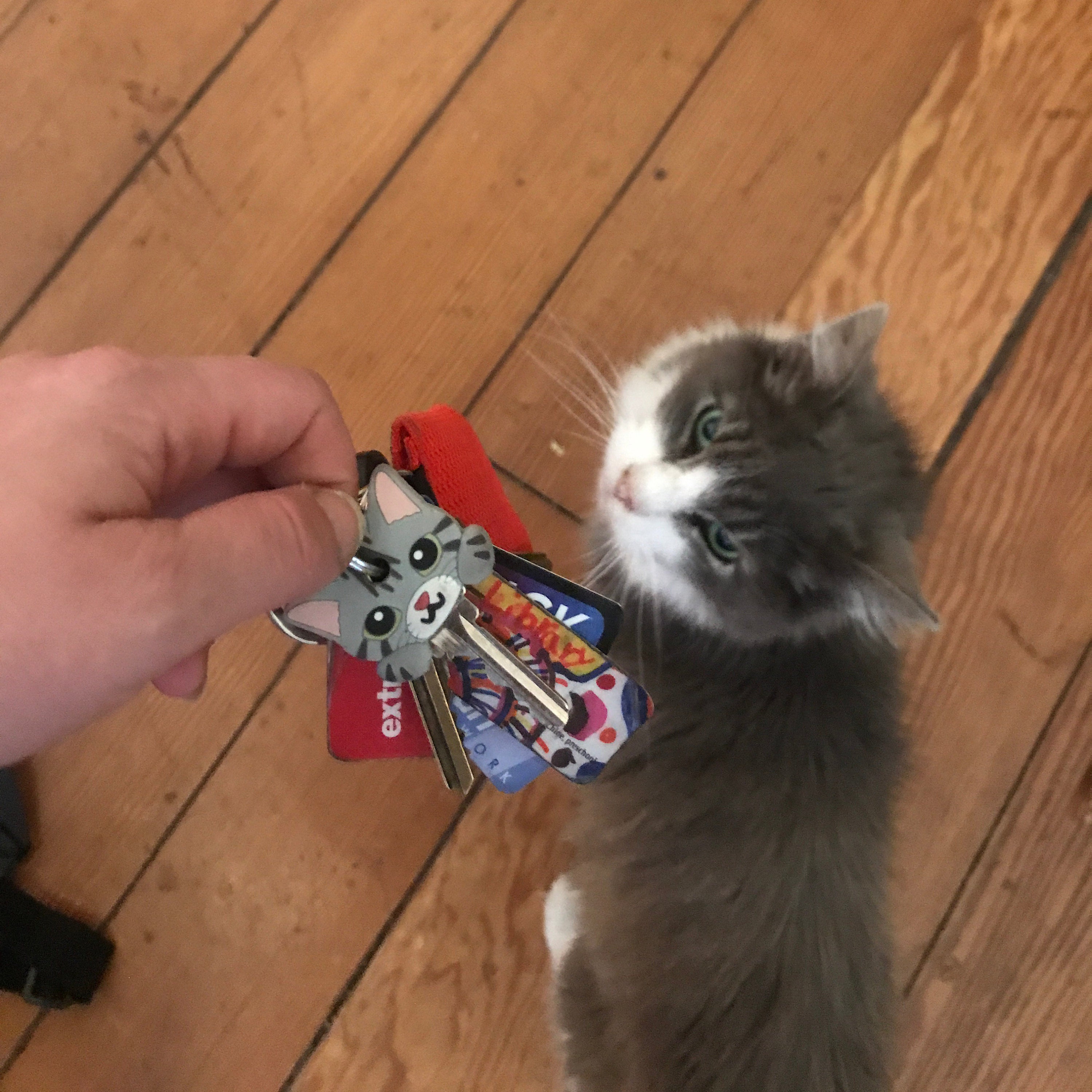 cat quest merchandise cat quest merchandise
