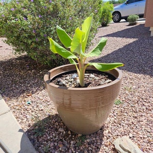 Blue Java Banana Tree Ice Cream Banana Plant Starter Fruit Tree Live ...