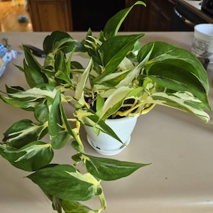 Regina added a photo of their purchase