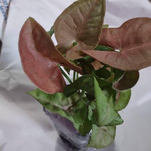 Drummond's Pink Creeping Phlox White Flowers Periwinkle Ground Cover Live Plant