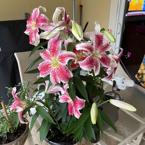 Janice added a photo of their purchase