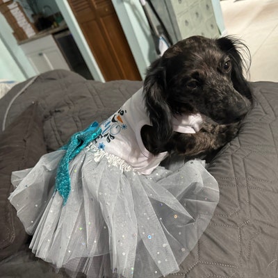 xs dog bow tie