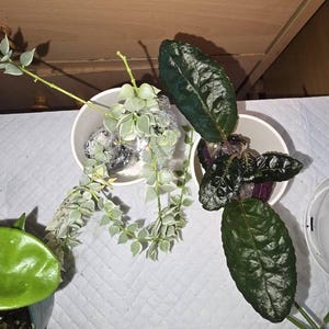 Lolita さんが購入した商品の写真を追加しました