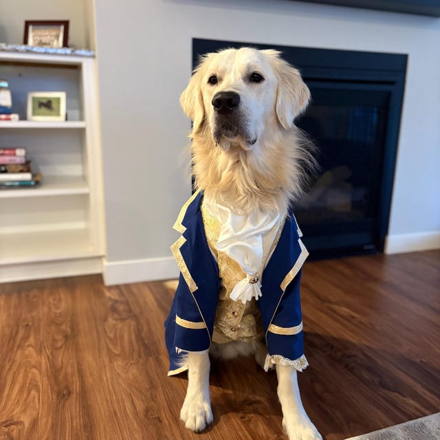 golden retriever fancy dress DIY Barista Golden Retriever Halloween Costume Tutorial
