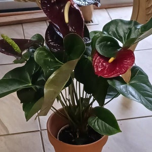 Laura ha añadido una foto de su compra