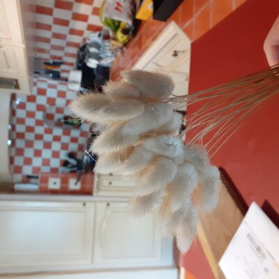 120 Queues De Lapin Séchées Naturelles - Lagurus Ovatus, Longueur ~43 Cm - Pour Décorations Florales, Mariage, Noël, DIY