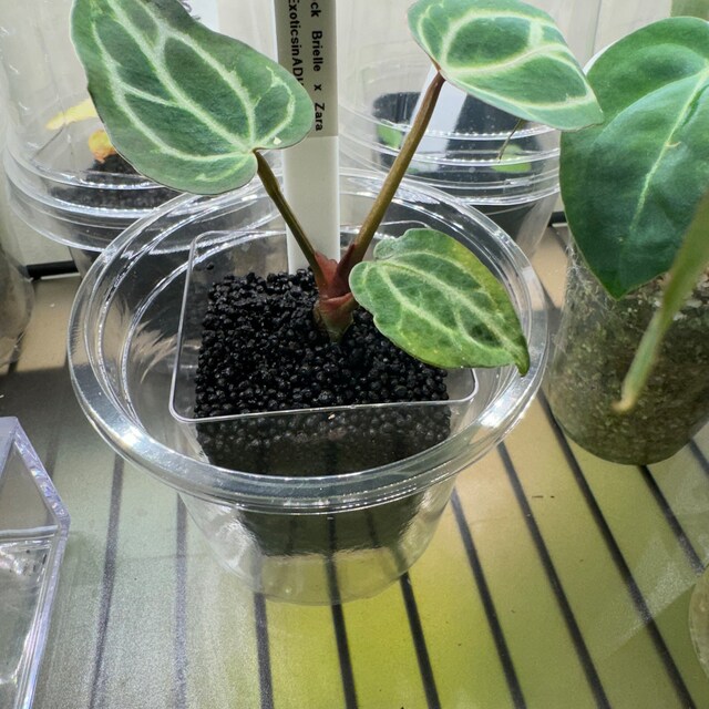 Anthurium Doc Block Brielle X Zara Self 1-2 Leaf Sprouted Anthurium Doc Block Brielle X Zara Self 1-2 Leaf Sprouted