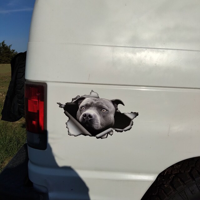 Kiwistar Pitbull on Board Targa magnetica magnetica