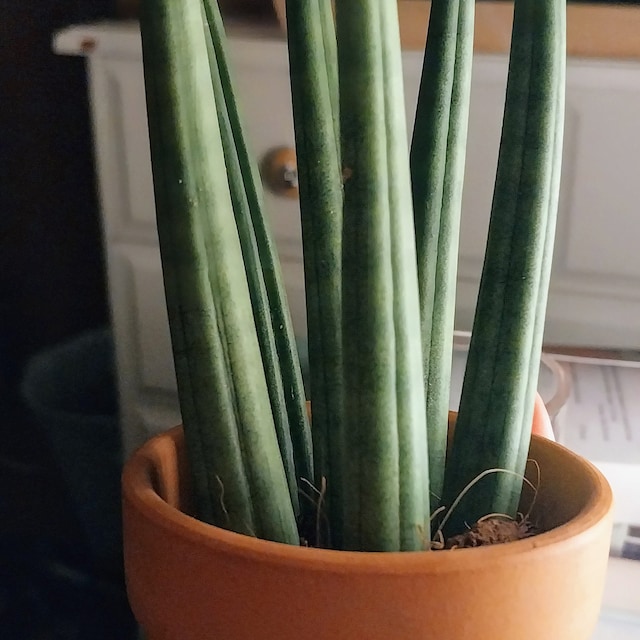 3d printed succulent pot Eco-friendly 3D Printed Mini 2" Planter