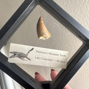 Kirstyn added a photo of their purchase
