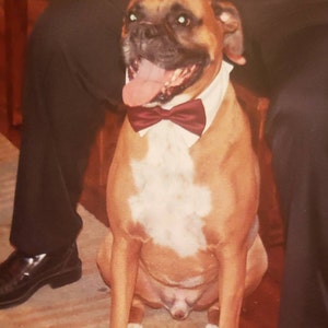 burgundy bow tie for dogs