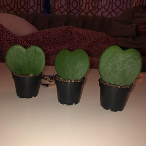 Gracie added a photo of their purchase