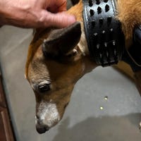 Bestia™ EROS Hundehalsband – 6,3 Cm Breit, Aus 100% Leder, Gepolstert | Für Große Hunderassen