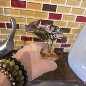 Eva added a photo of their purchase