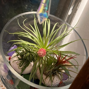 MaryAnn added a photo of their purchase