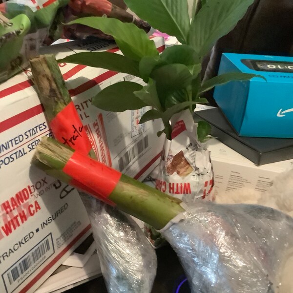 HELICONIA ROSTRATA Hanging Lobster Claw Live Rhizome – Exotic Tropical Plant For Bushes & Shrubs
