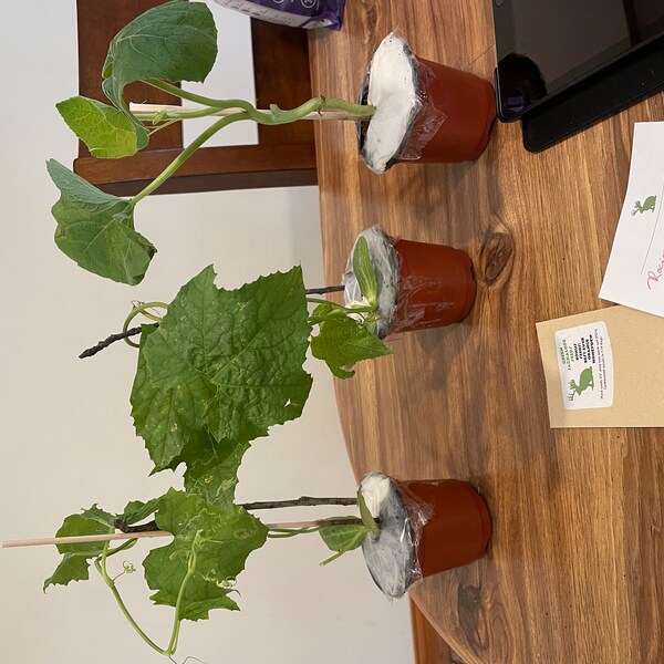 Culture SCOBY Pour Kombucha Avec Starter – Probiotique Naturel – DIY Boisson Santé