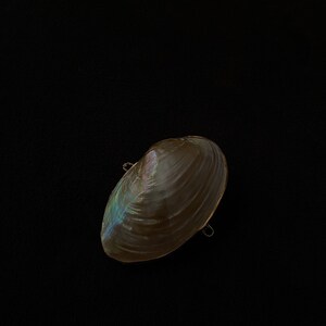 Spotted Banded Tun Sea Shell NIGHTLIGHT Bathroom Kitchen - Etsy