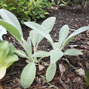 Victoria ha añadido una foto de su compra