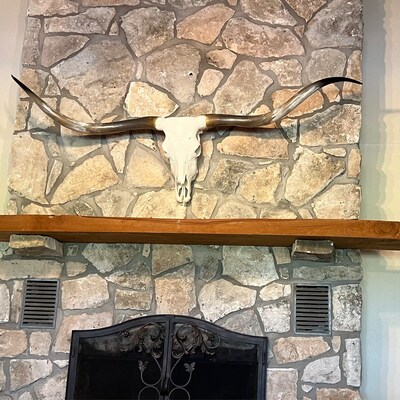 Longhorn Cow Skull Euro Mount Taxidermy Rustic Western Decor 634 - Etsy