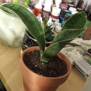 Egg-o added a photo of their purchase