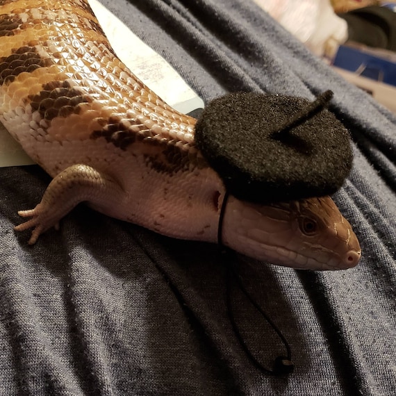 Customer photo of a pet with the Beret Personalized for small pet Raspberry
