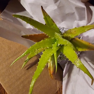 Aloe Vera 'night Sky' Hybrid Succulent - Tiger Tooth Aloe - Rare - Etsy