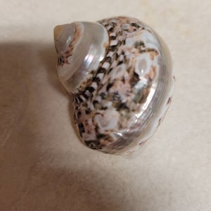 Spotted Banded Tun Sea Shell NIGHTLIGHT Bathroom Kitchen | Etsy