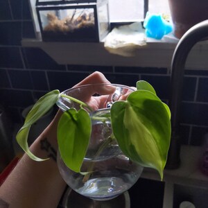 Melissa Doss added a photo of their purchase