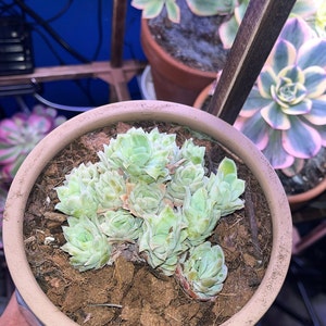 Live Succulents -rare Succulents -echeveria 'rose Queen' Ice
