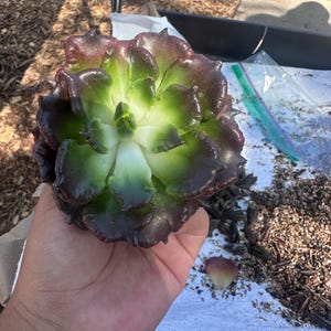 エケベリア ブラック マディバ、多肉植物、多肉植物ギフト - Etsy 日本