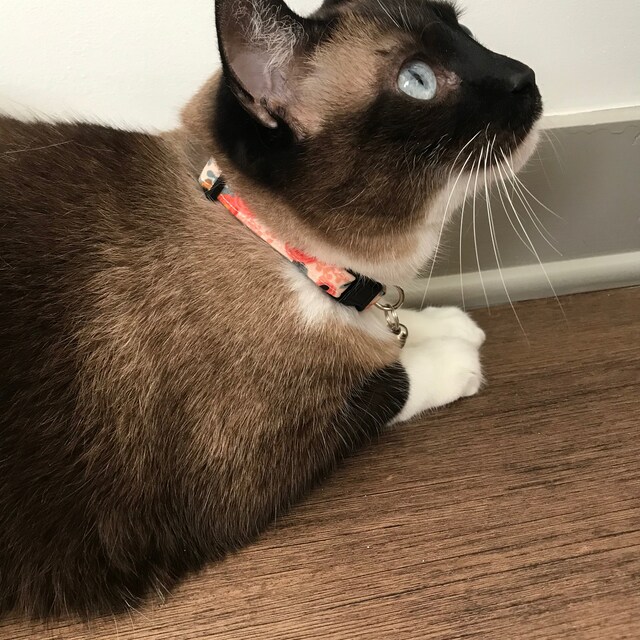 Indestructible cat collar hotsell
