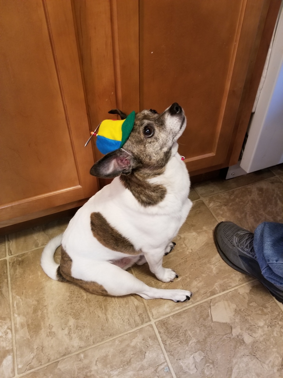 Customer photo of a pet with the Beanie Hat / Propeller Helicopter hat for Cat