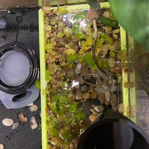 Mcthulu added a photo of their purchase