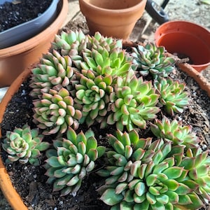 Sierra added a photo of their purchase