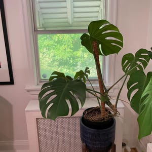 Cody added a photo of their purchase