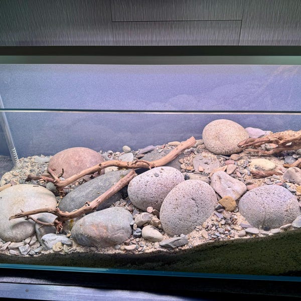 View of River Stone / Planted Aquarium / Decoration / Hardscape / Aquarium ...