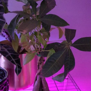 Liz added a photo of their purchase